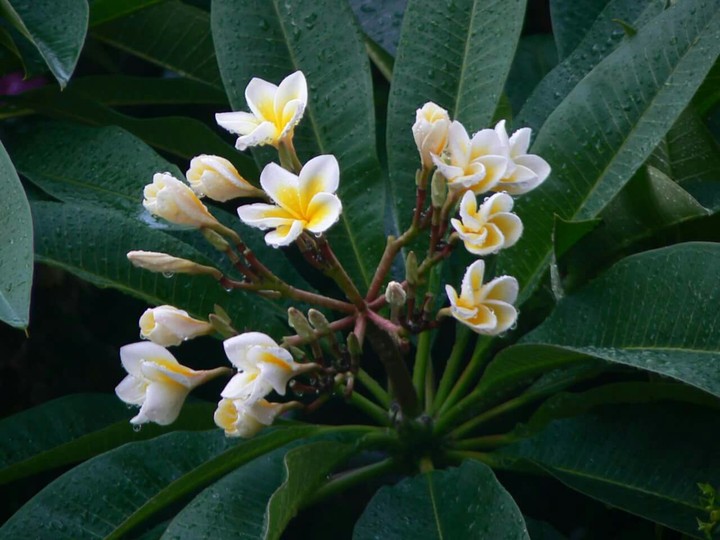 Frangipani