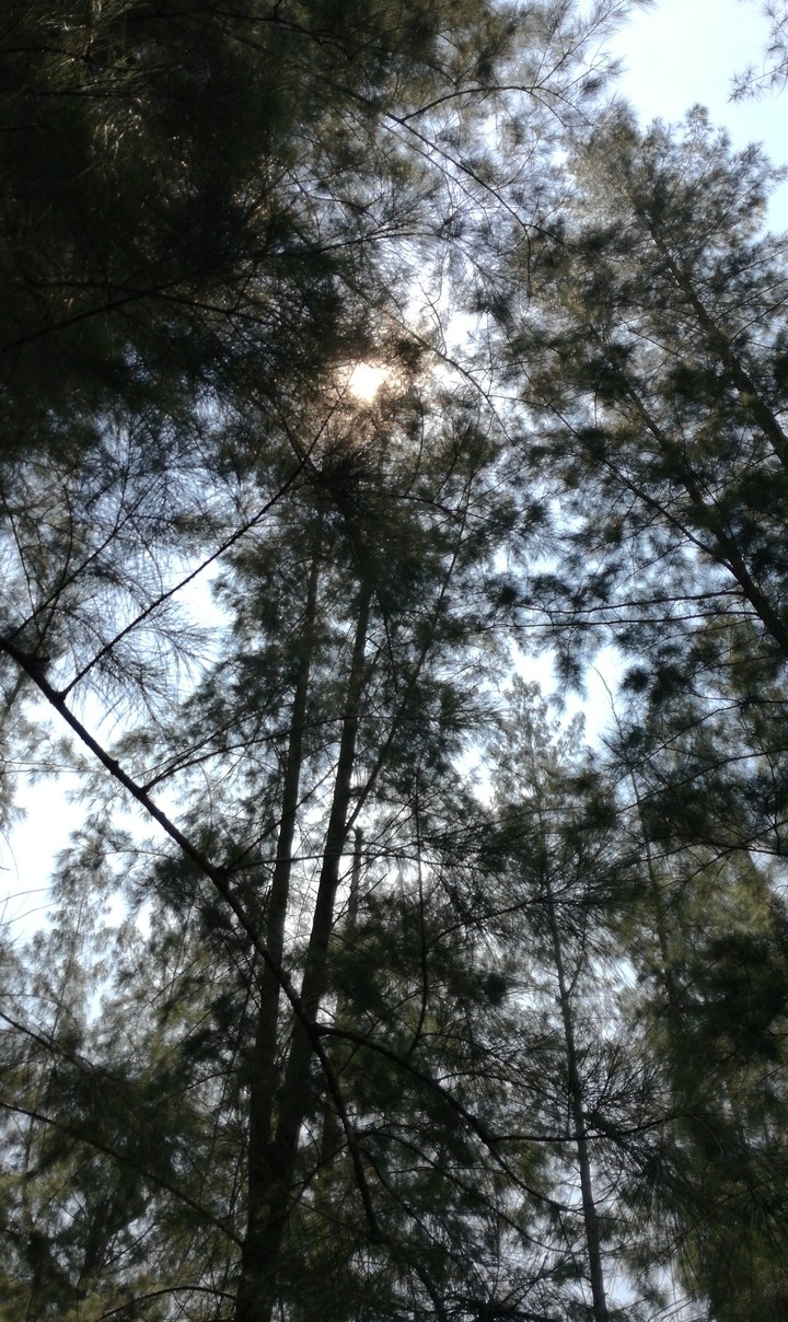 TREES
