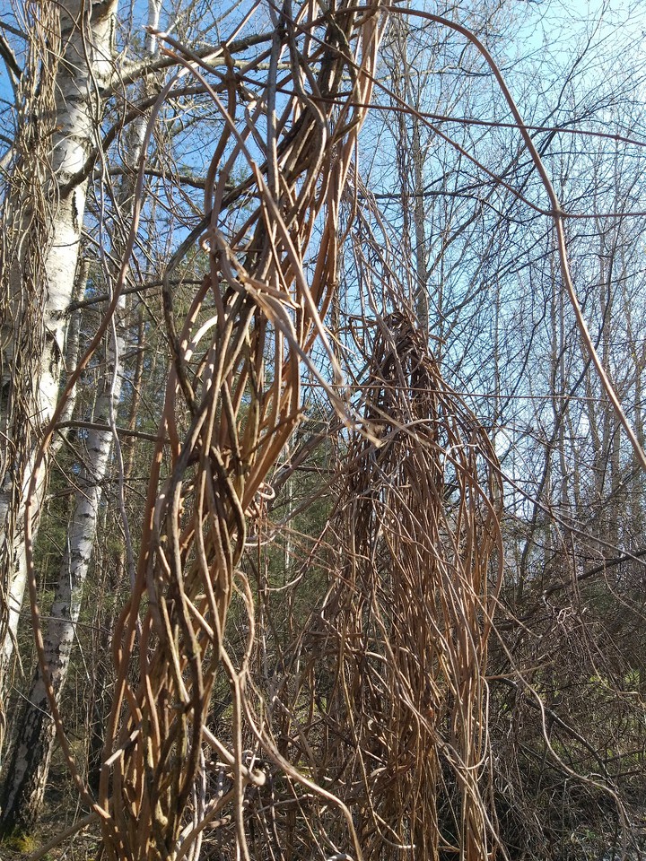 vine