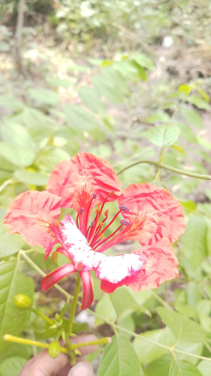 flower