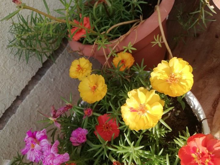 Beautiful roses