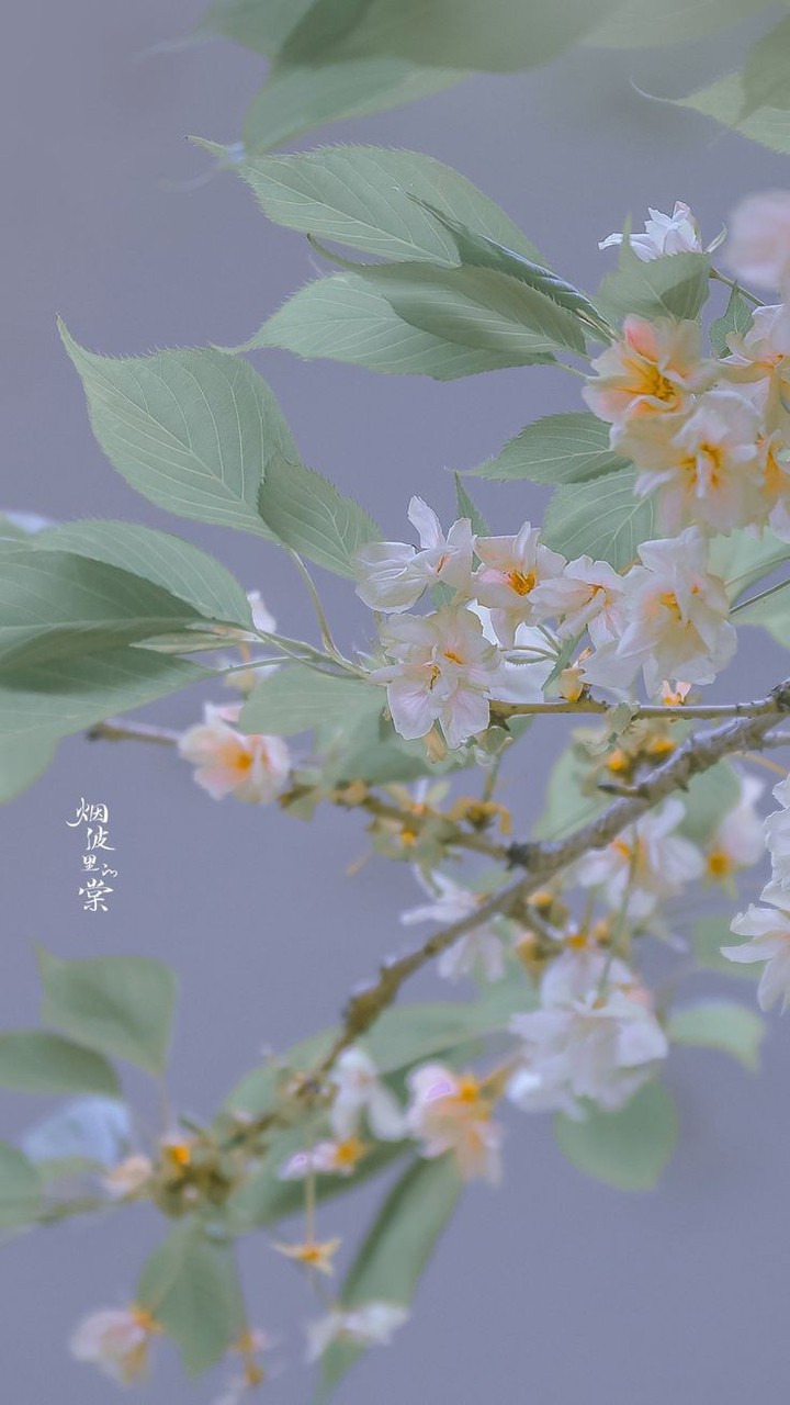 ⁦(. ❛ ᴗ ❛.)⁩