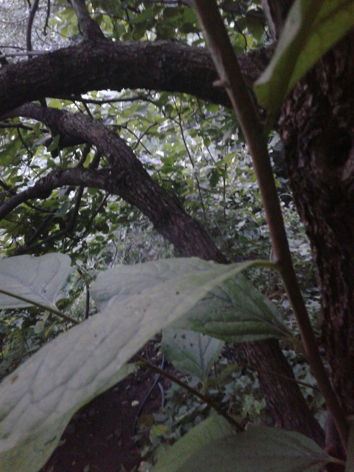 branch