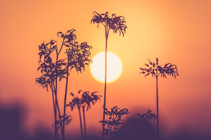 Sunshine