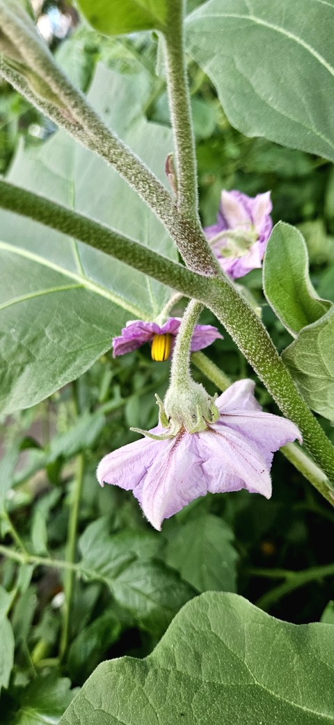 Eggplant Flowers