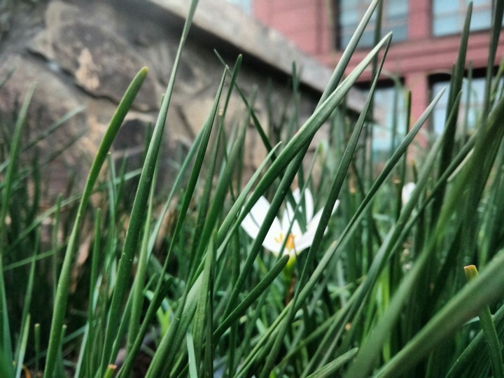 flower in the grass