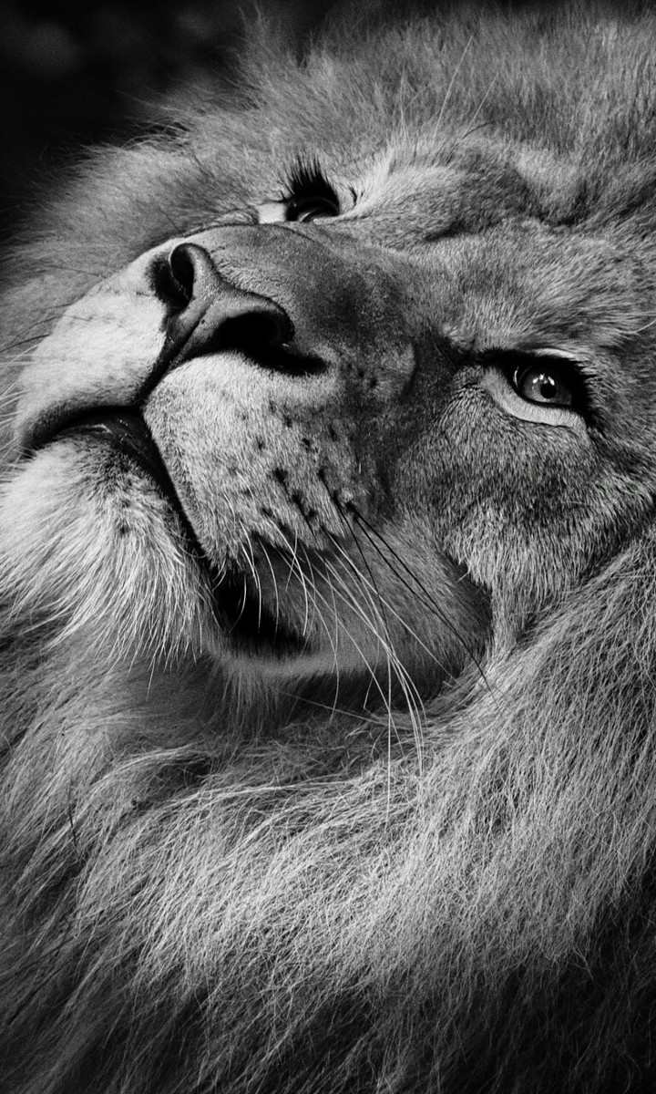 Cool Black And White Lion Wallpaper