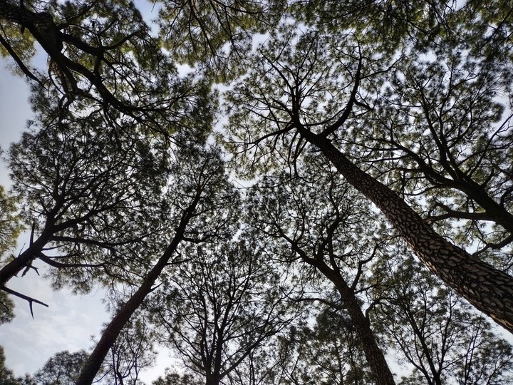 Canopy
