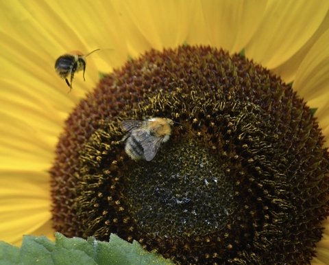 Bee
