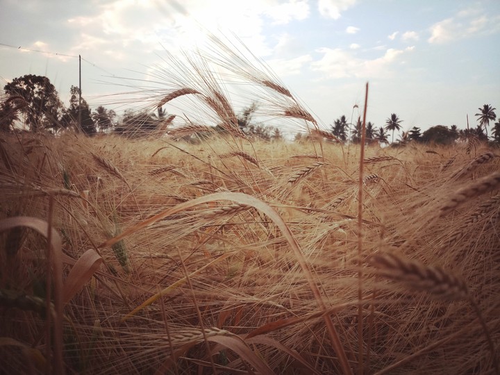 dry leaves are sings of reaping