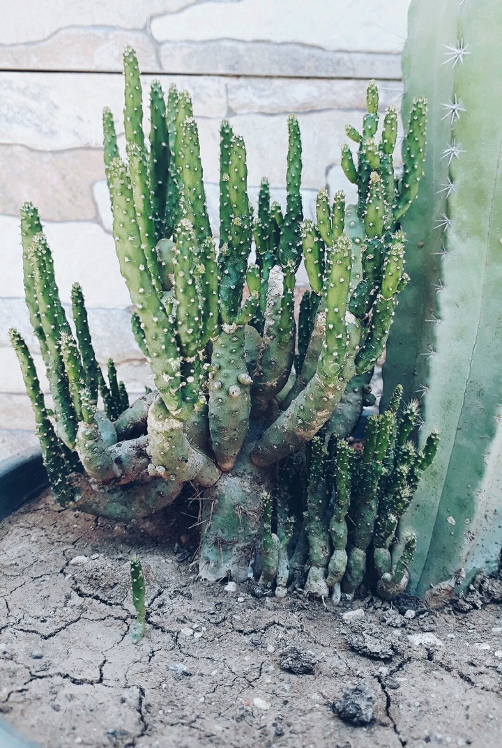 #desert #plant #cactus