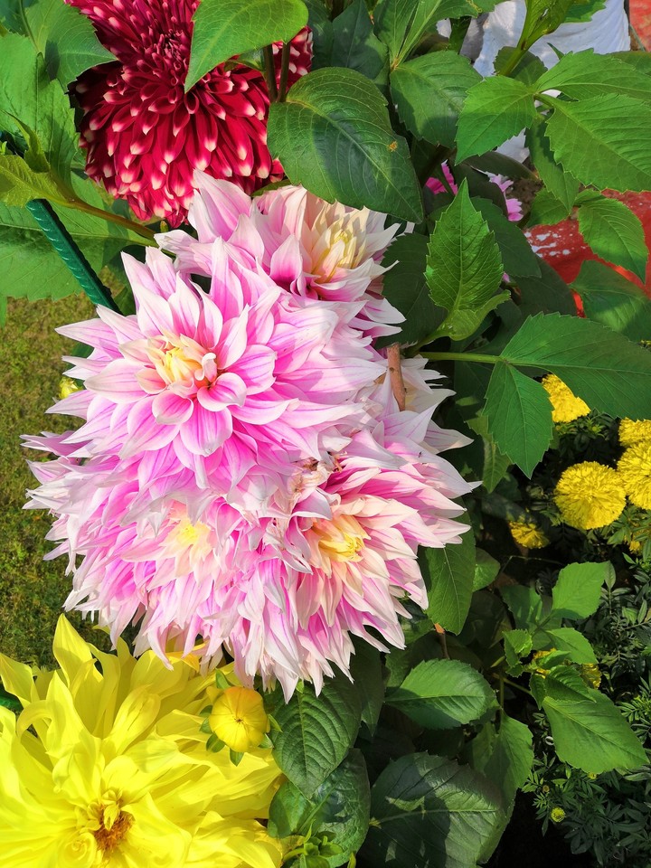 flower