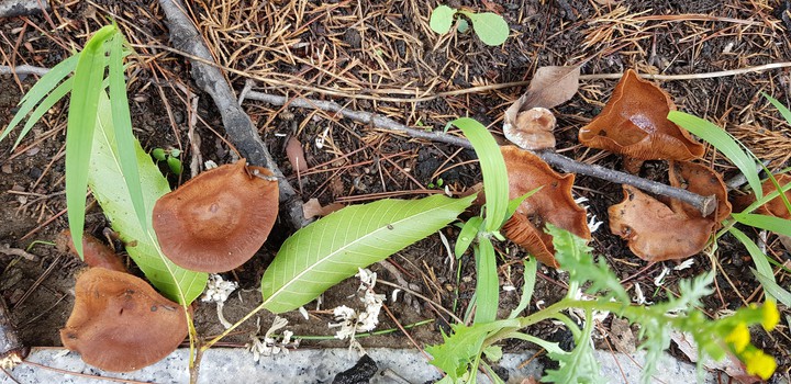 korea summer mushroom