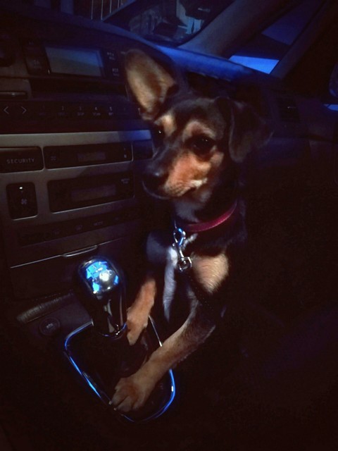 My beatiful dog