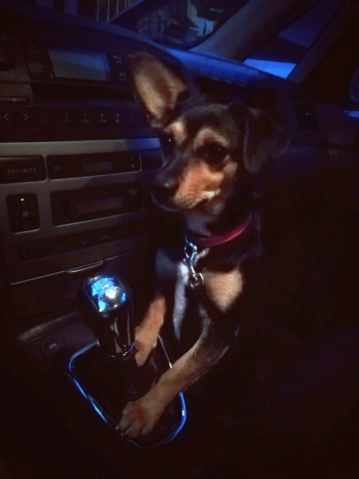 My beatiful dog