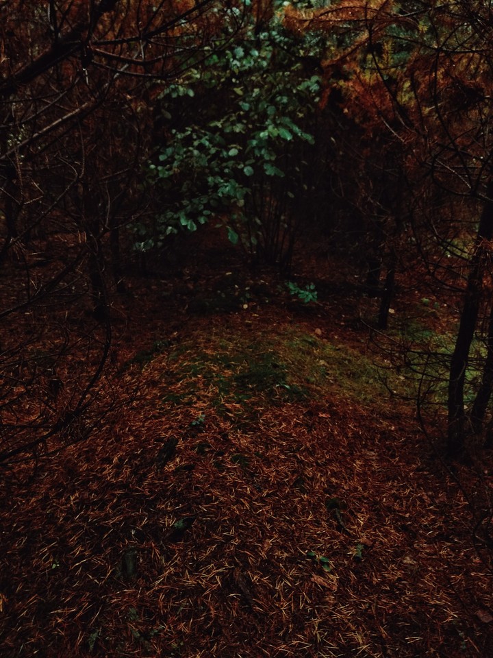 autumn forest