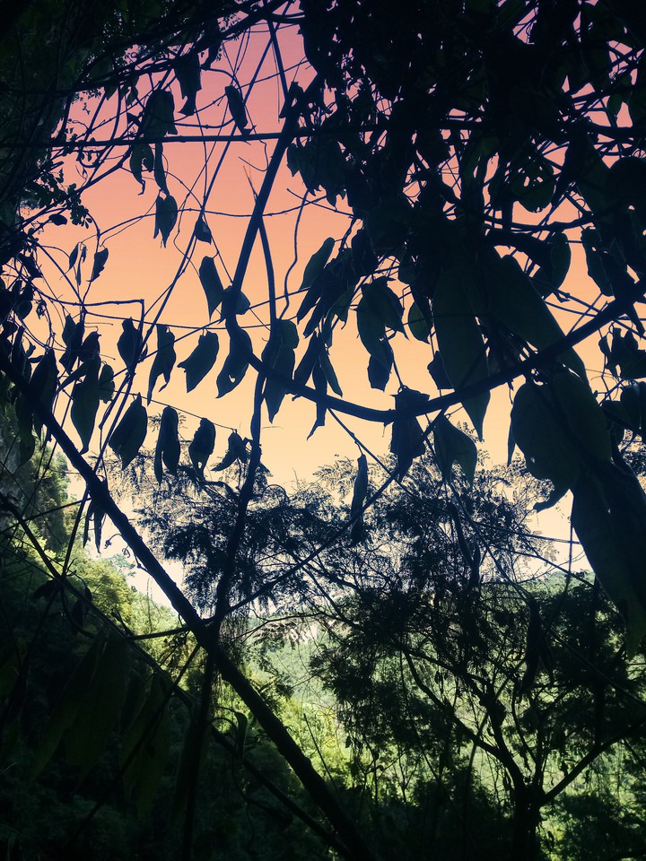 Jungle Sunset