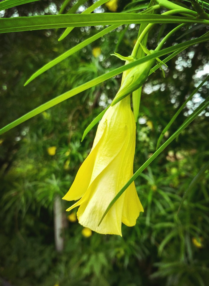 #flowerd