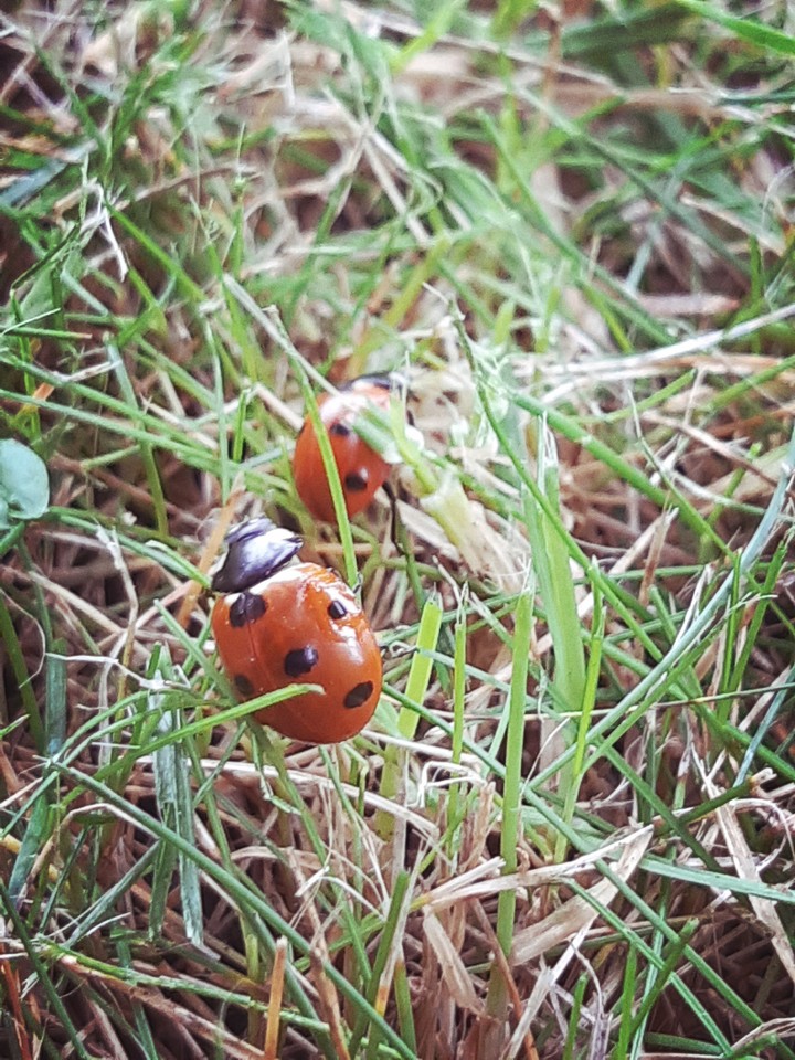 Nature