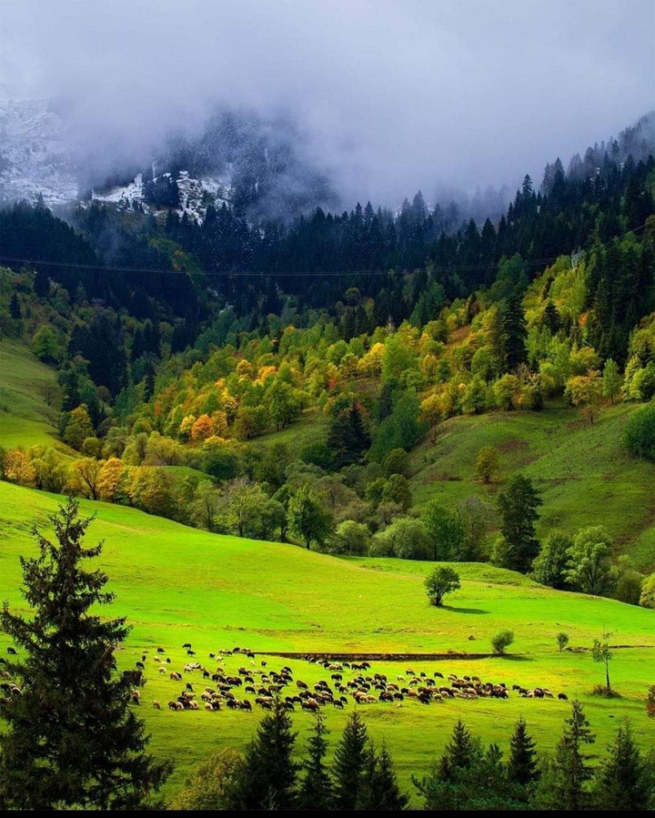 Artvin Şavşat