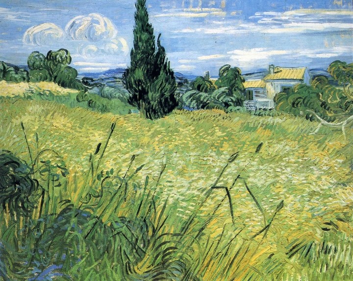 Green Wheat Field with Cypress