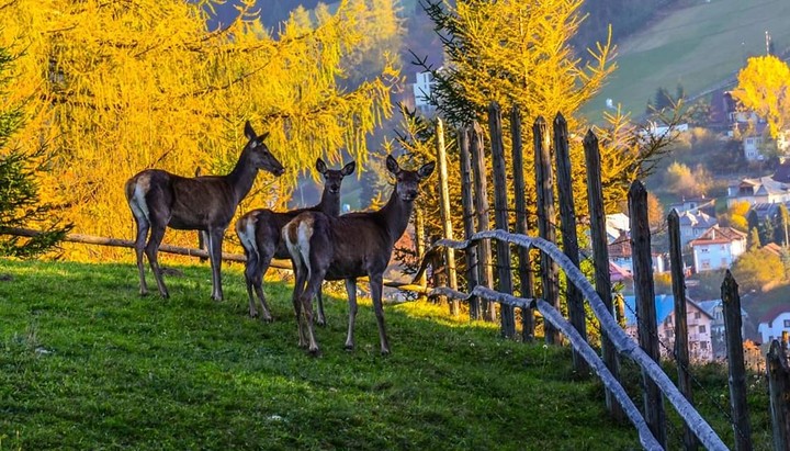 wonderful animals