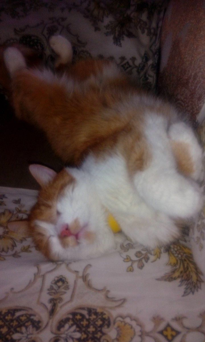 кот