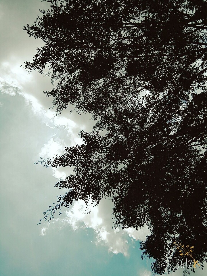 Silhouette of Leaves