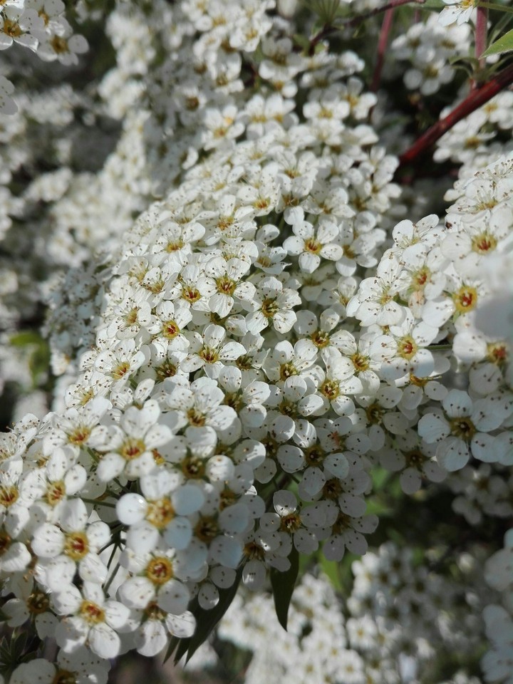 Blüten