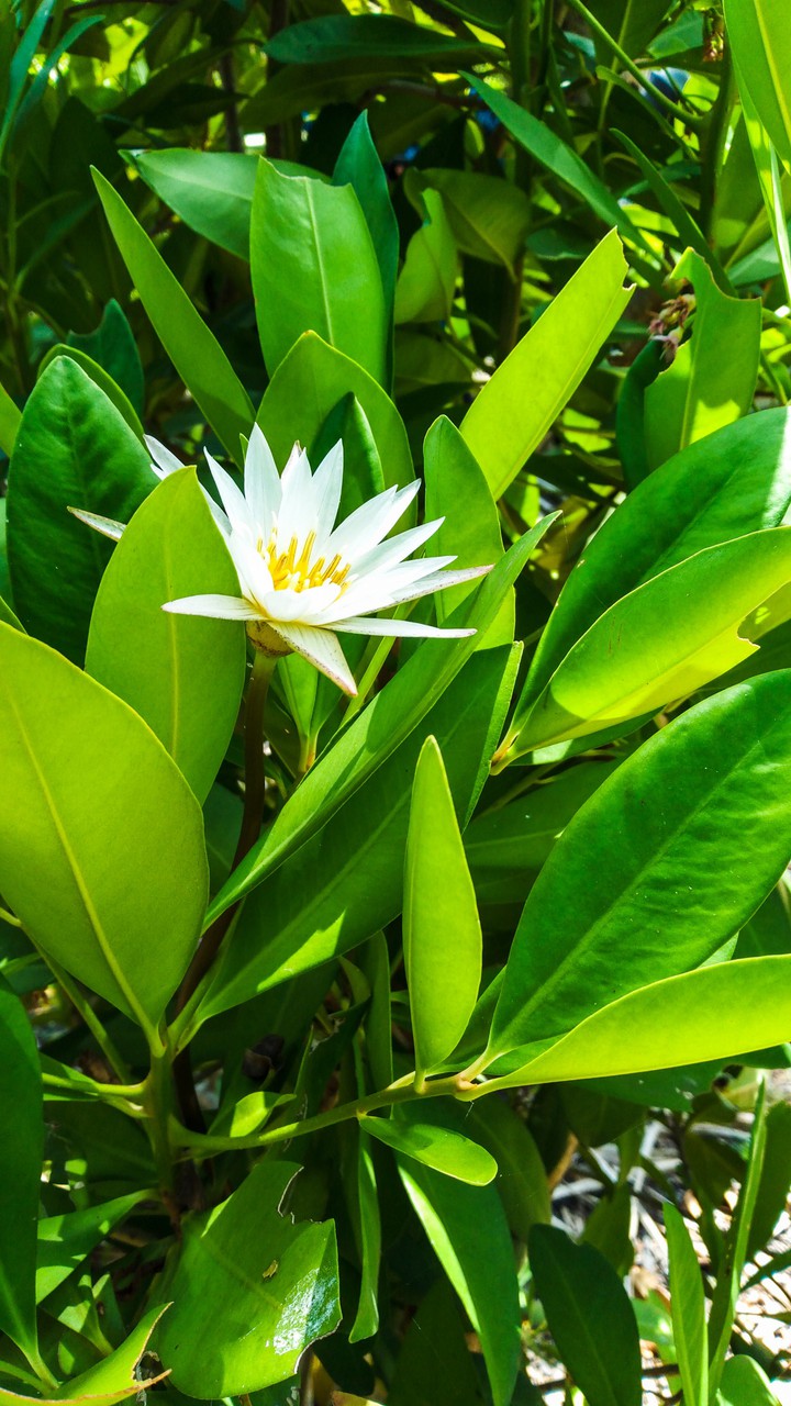 Lily