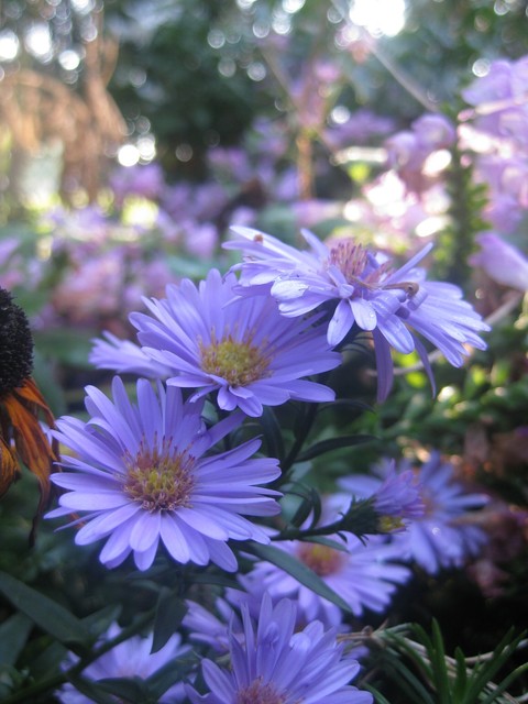 Purple beauty