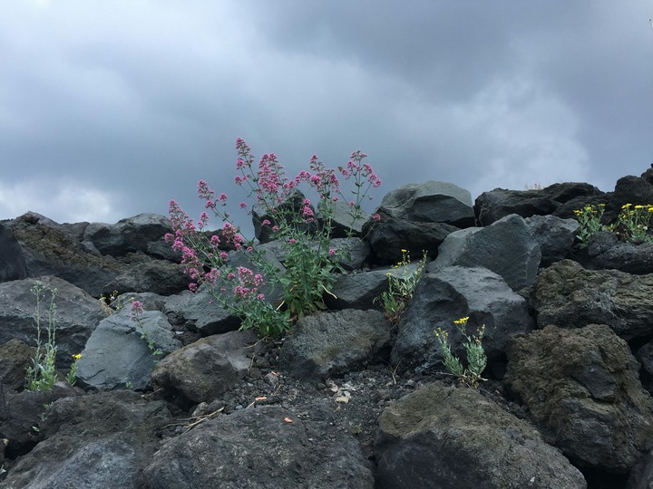 Flowers_rocks
