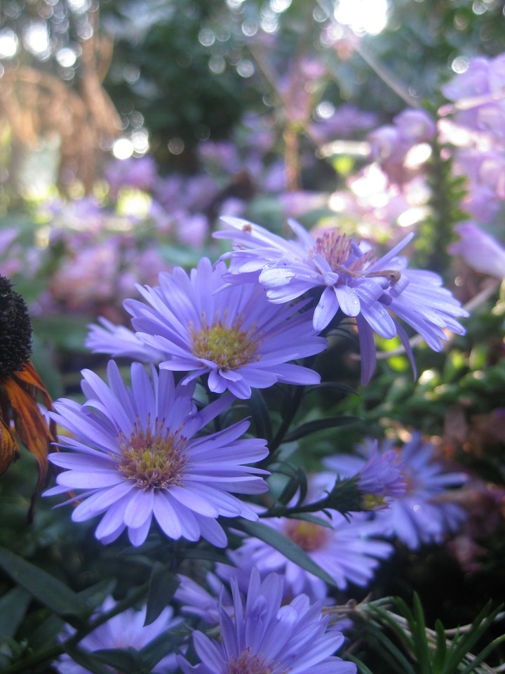 Purple beauty