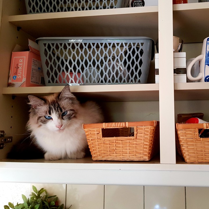 crazy cat
