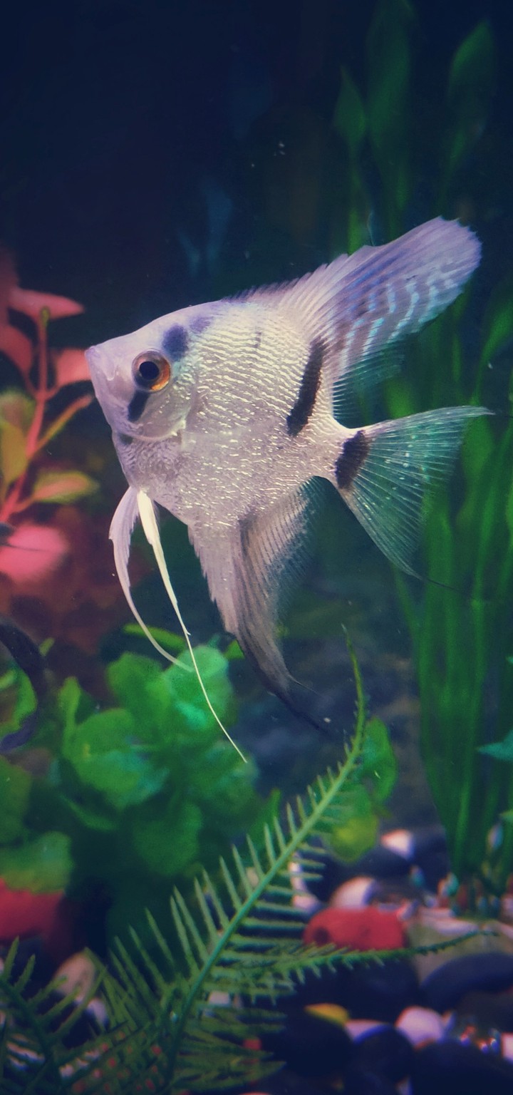 Angelfish