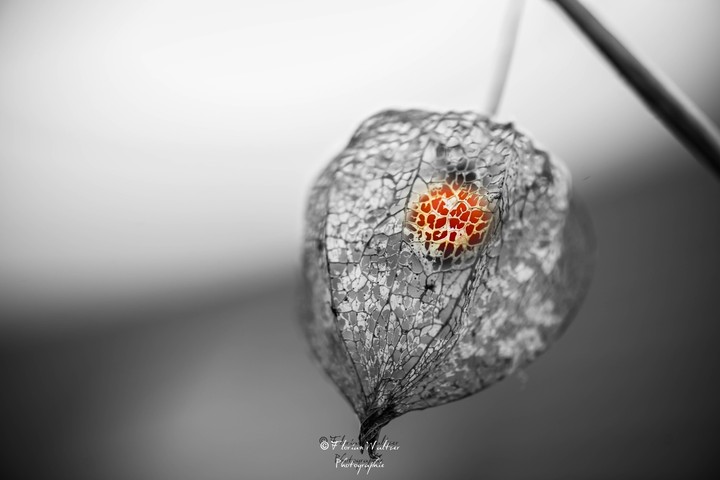 physalis