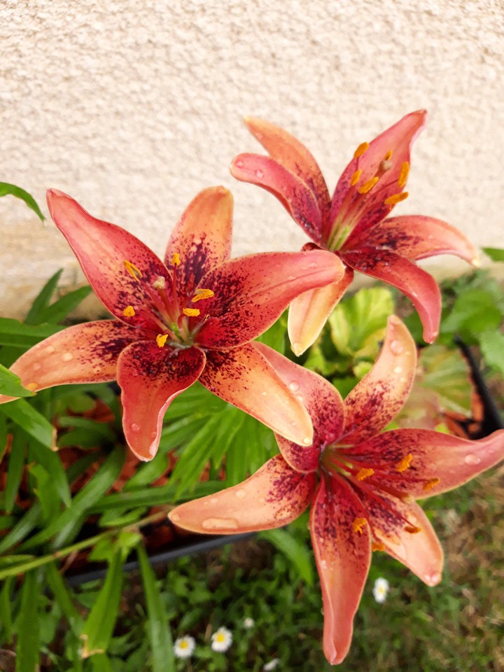 Lys