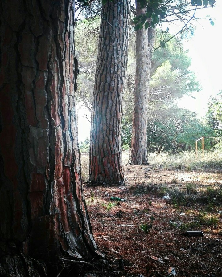 Old threes in wild nature
