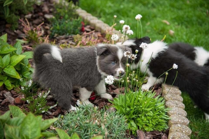 The Border Collie Because There Is No Better Dog