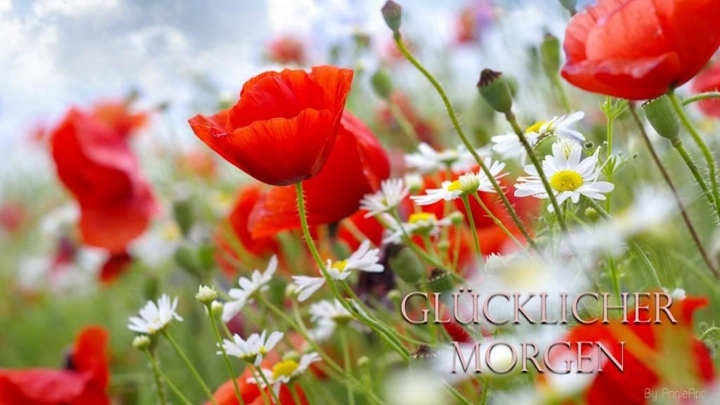 Mohn morning