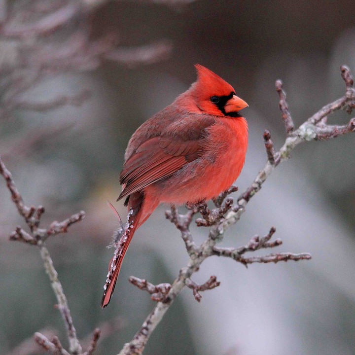 Cardinal