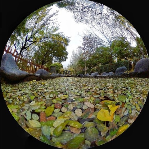 רקעים landscape, tree