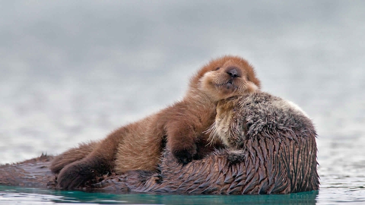 Sea otter with pup