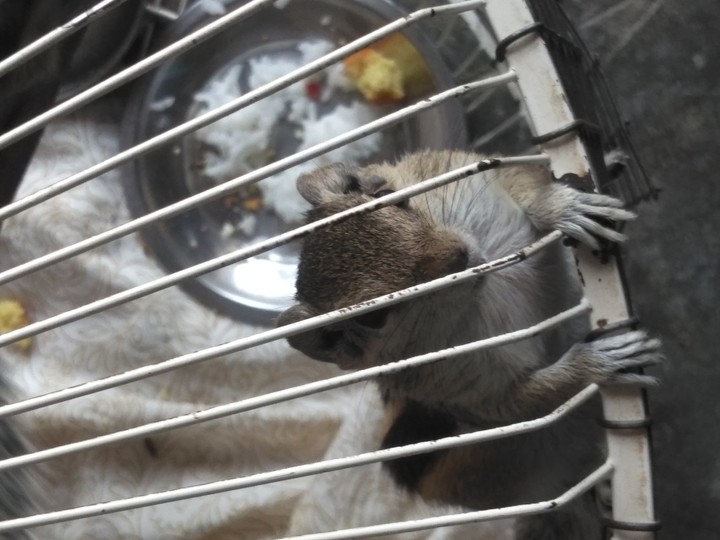 Squirrel
