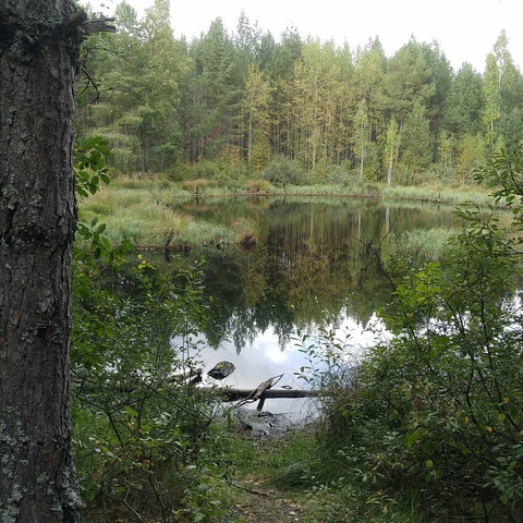pond, tree Hintergrundbilder