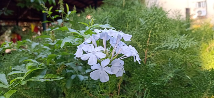 Flowers...