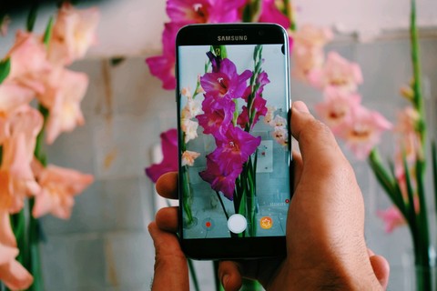 gladiolus