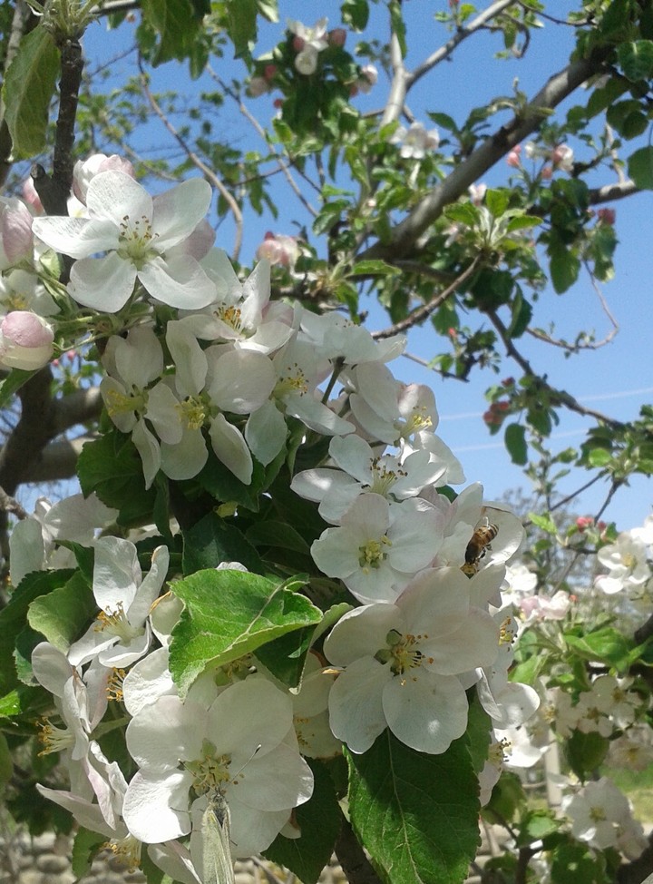spring