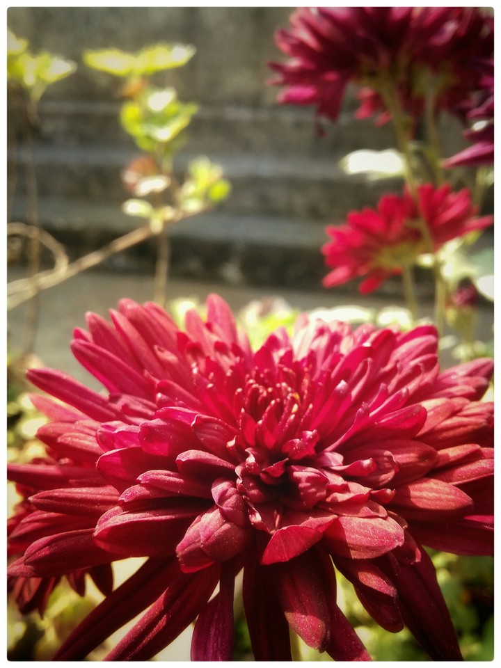 colour full flowers
