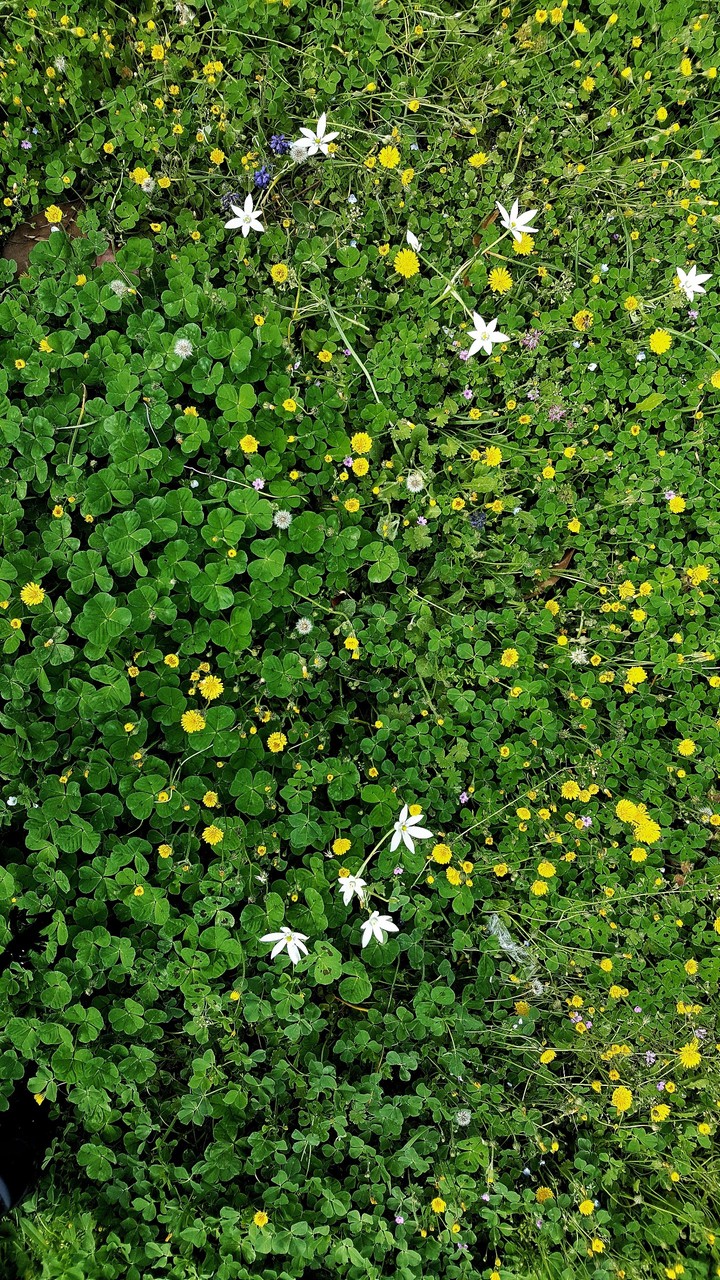 Grass Flowers Spring